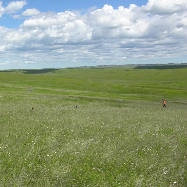 Vegetation monitoring in Little Bighorn Battlefield National Monument.