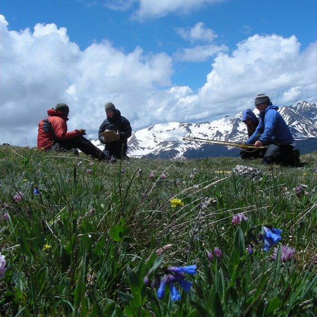 Alpine vegetation monitoring in Rocky Mountain National Park.