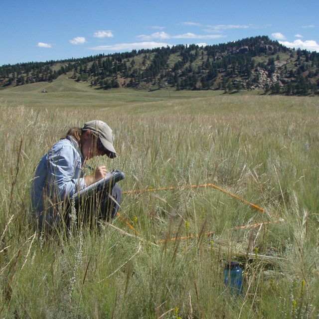 Vegetation monitoring in Florissant Fossil Beds National Monument.