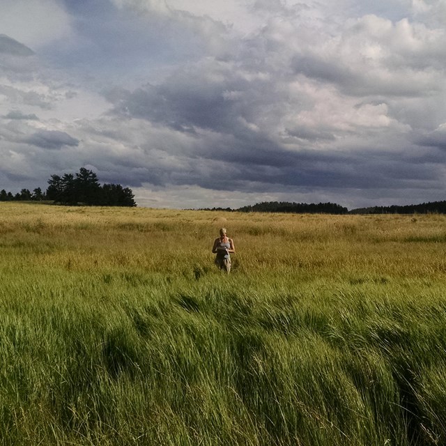 Wetland monitoring in Florissant Fossil Beds National Monument