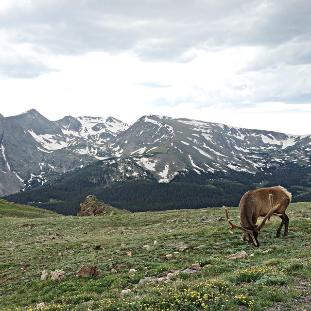 Elk grazing in Rocky Mountain NP.