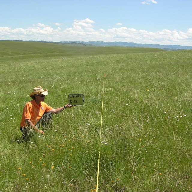 Upland Vegetation & Soils monitoring in Little Bighorn Battlefield NM.