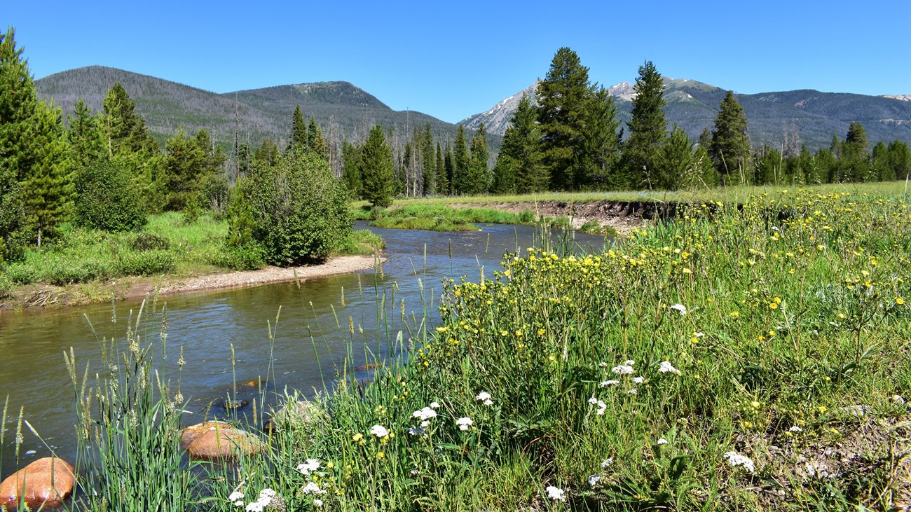 Wildflowers are growing on the banks of the Colorado River 