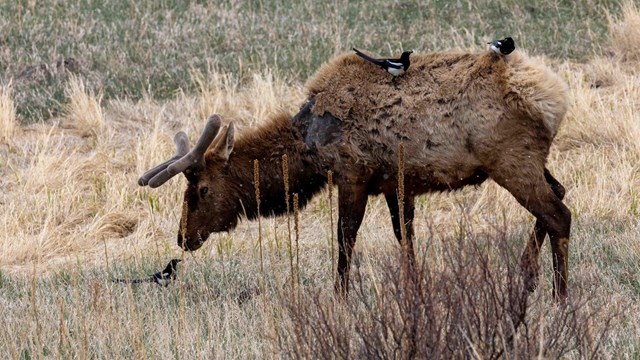 A young bull Elk with a magpie on its back 