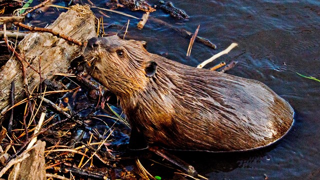 Beaver in a pond