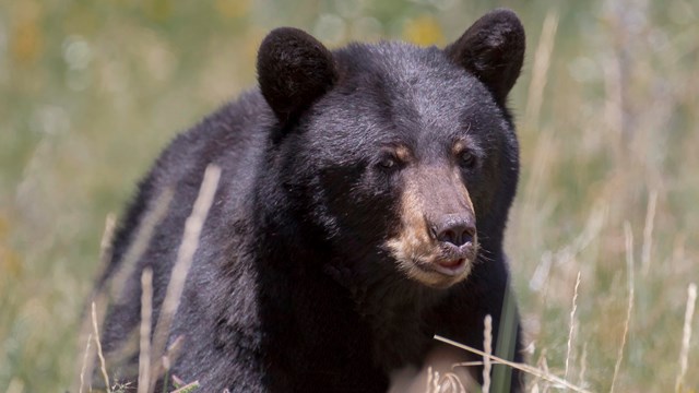 Black bear in a field.