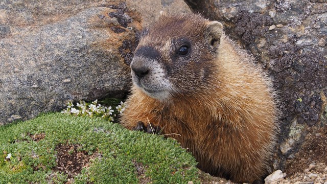 Yellow-Bellied Marmot