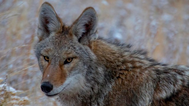 Coyote in the field hunting for food.