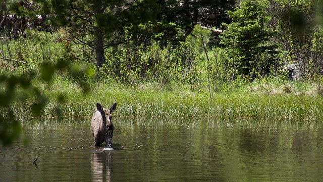 Ground water seeps through the ground creating habitat for all forms of life.