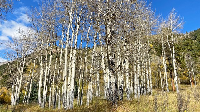 Aspen trees have lost their leaves in fall
