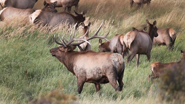 A bull elk is in a meadow with a group of cow elk
