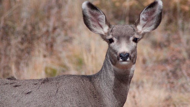 They are named for their oversized ears that resemble a mule's ears. 