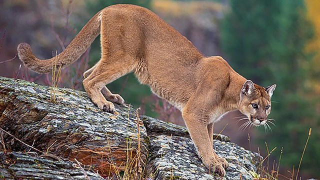 Mountain Lion