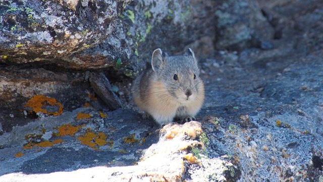 Pikas are small mammals related to the rabbit family.