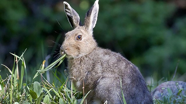 Snowshoe hares have large hind feet, long ears, short tails and a typical rabbit shape.
