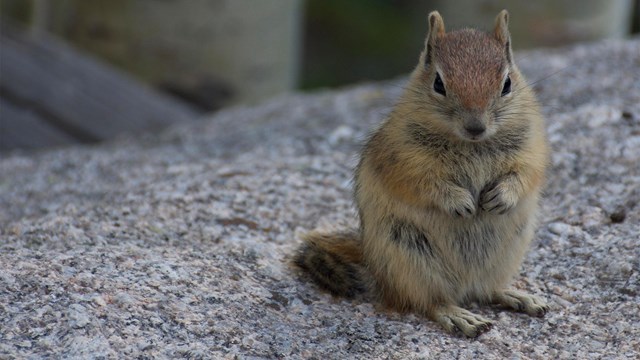 Squirrel sitting on a rock