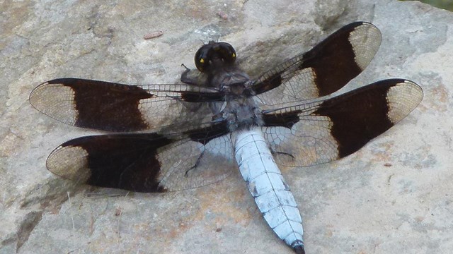 Dragonflies are part of the order Odonta in the class Insecta.