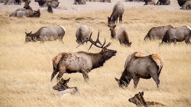 A bull elk stands among a harem of cows in a fall-colored field of grass.