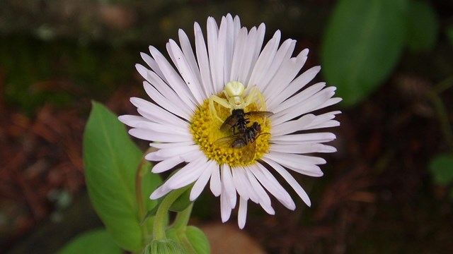 Crab Spider (Misumena vatia) is a distinct species under the class Arachnida.