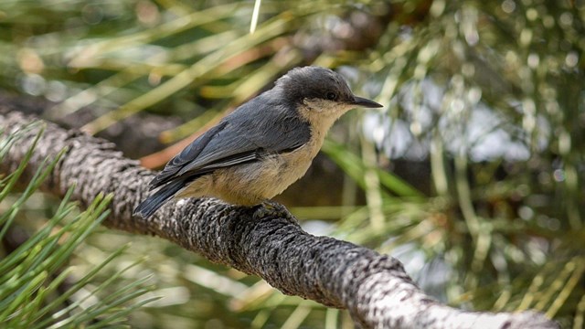 Pygmy Nuthatch