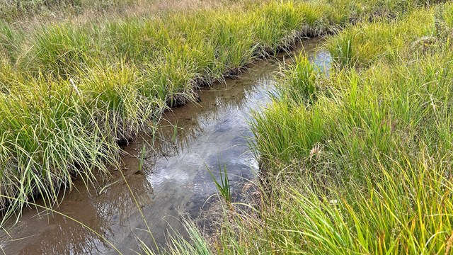 A narrow mountain stream winds through tall grasses