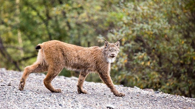 The Canada Lynx is threatened.