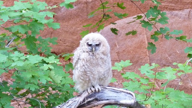 Mexican Spotted Owl is threatened.