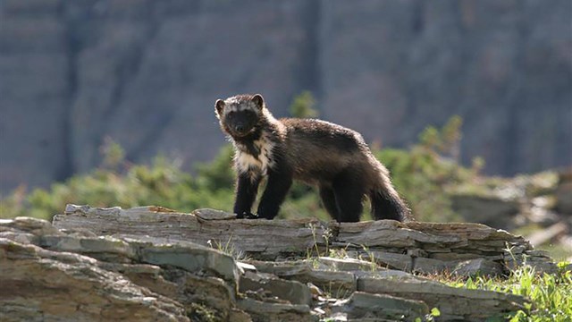 North American Wolverine is proposed threatened.