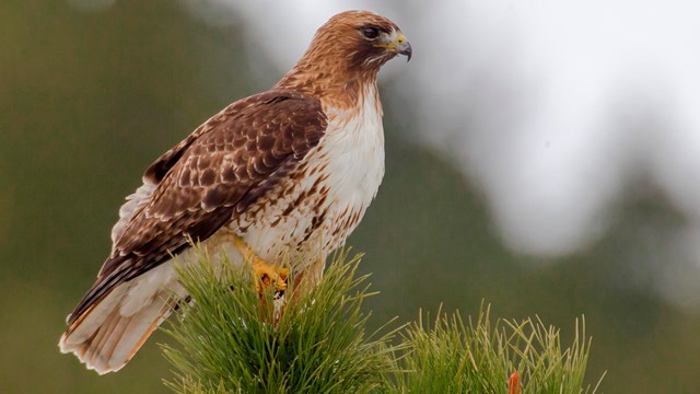 Red-tailed Hawk perched on top of a pine tree