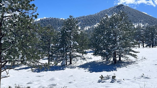 Pine trees and the ground are covered with fresh snow