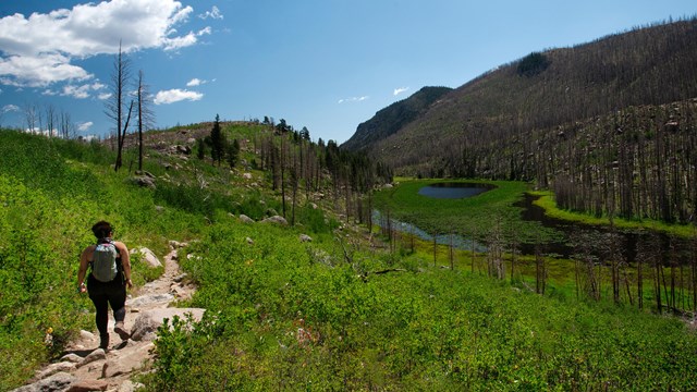 A visitor is hiking on the Cub Lake Trail