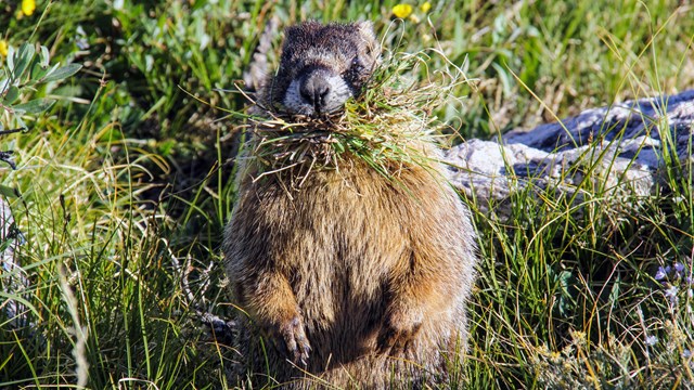 Wildlife Viewing