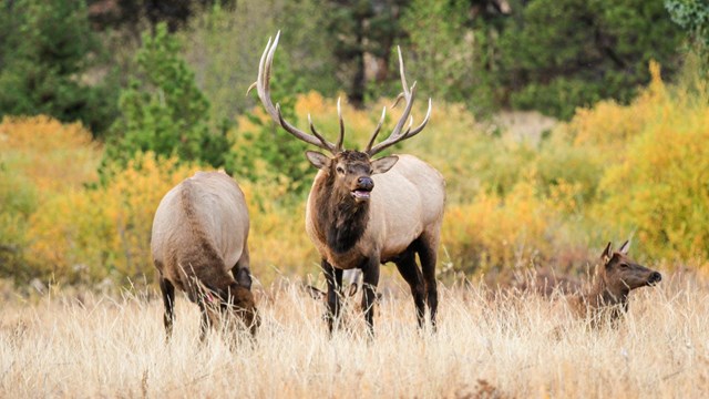 Bull elk is in a meadow, with two cow elk in autumn. Aspen in the background are turning to gold