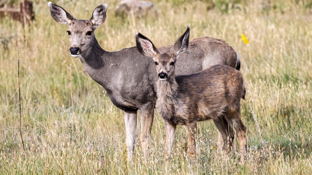 Doe Mule deer with yearling