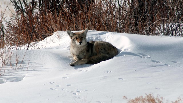 A coyote is resting in a snowbank