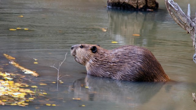 A beaver is swimming in a pond