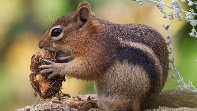 Golden-mantled ground Squirrel is eating a nut 