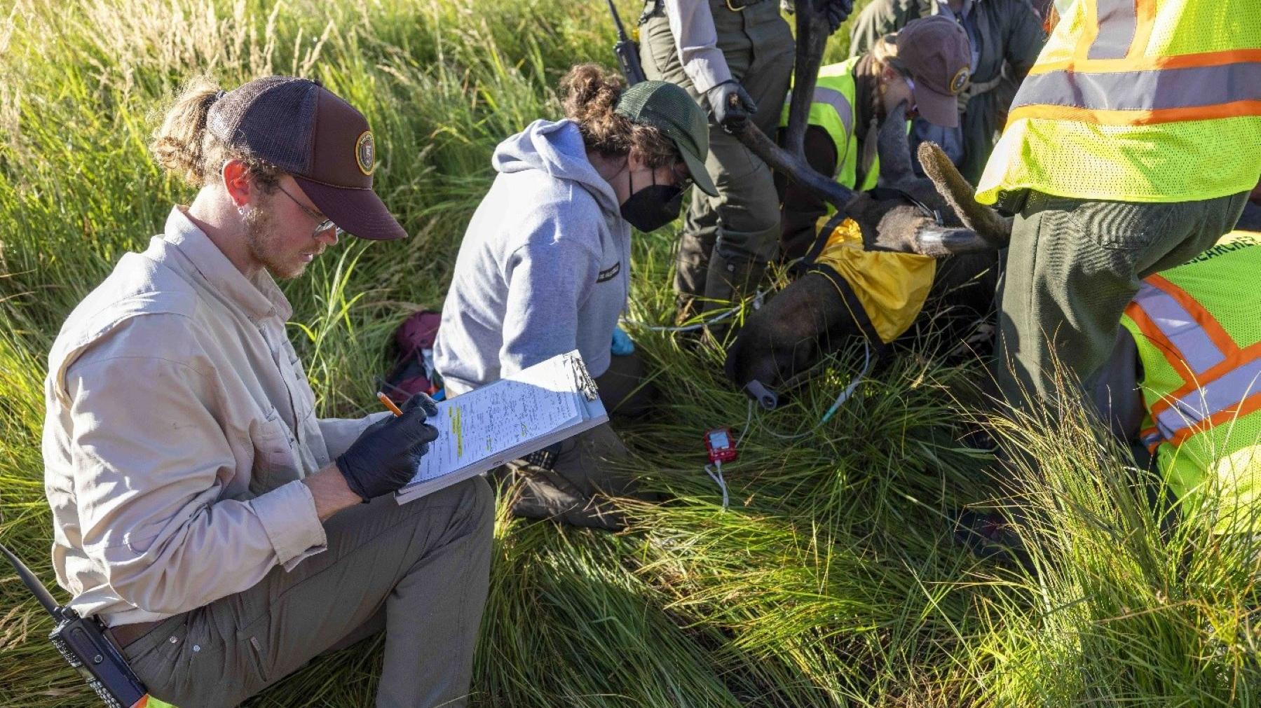 Biologists during a moose collaring event in RMNP