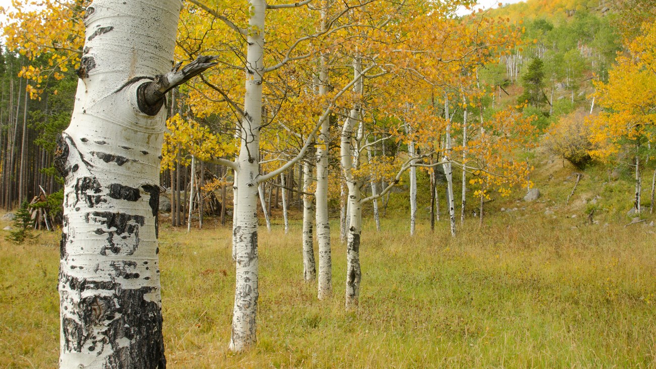 Learn why leaves change color in fall
