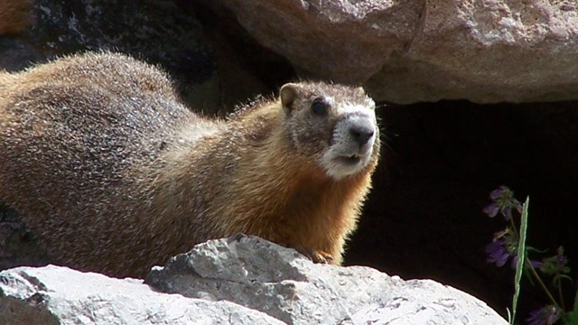 Yellow-bellied marmot on the rocks.