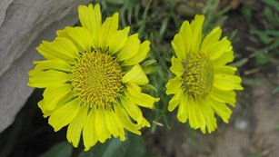 Alpine Sunflowers