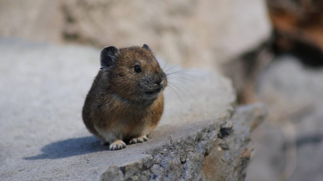 Pika scurry around rocks.