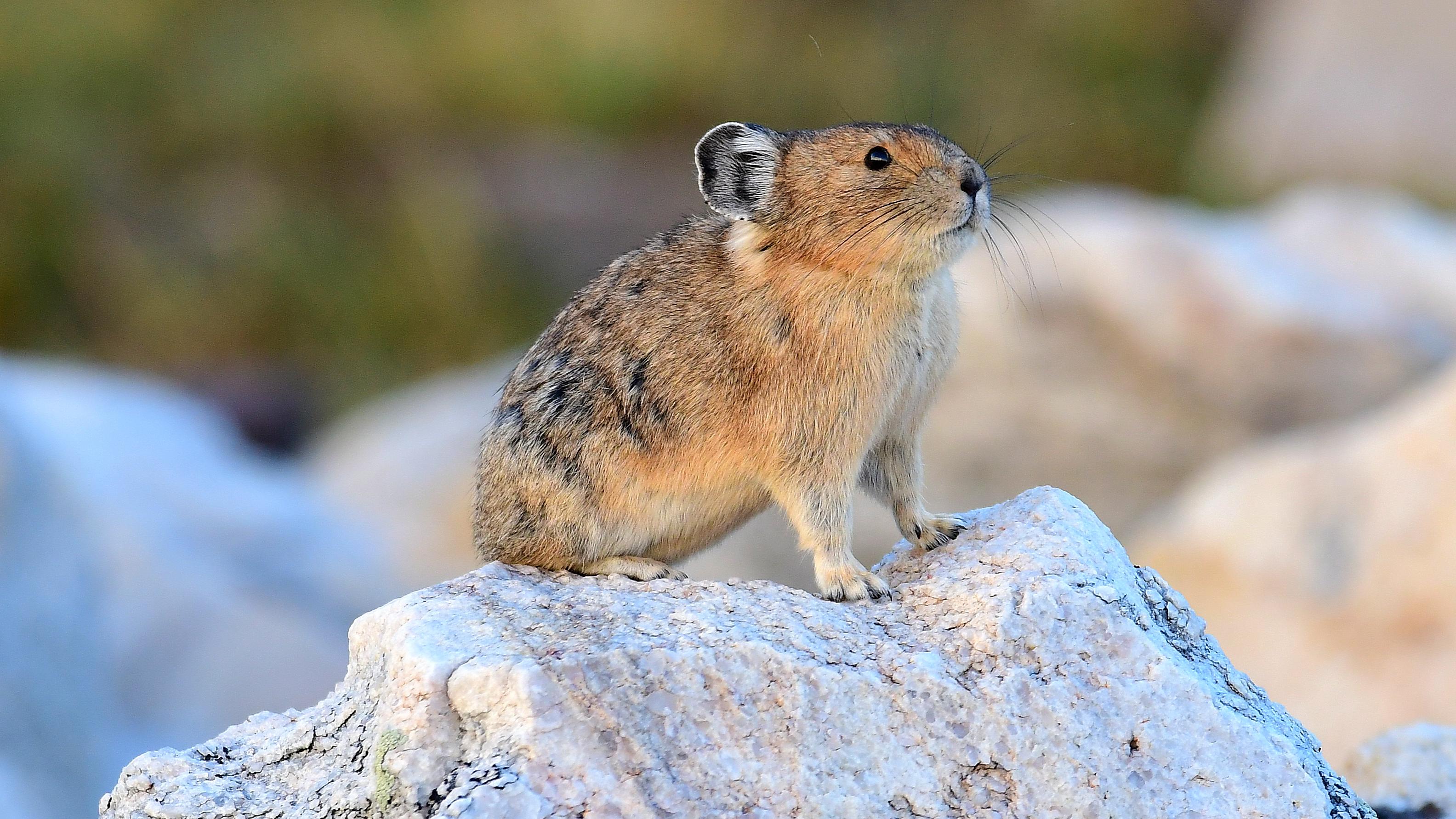 Pikas are small mammals related to the rabbit family.