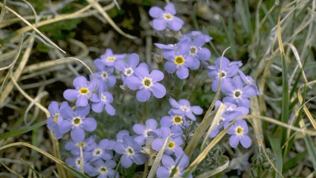  Alpine Forget-me-nots