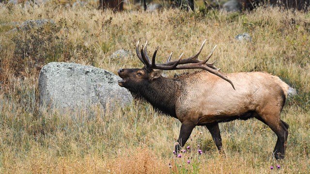 Elk bugling in meadow during fall rut