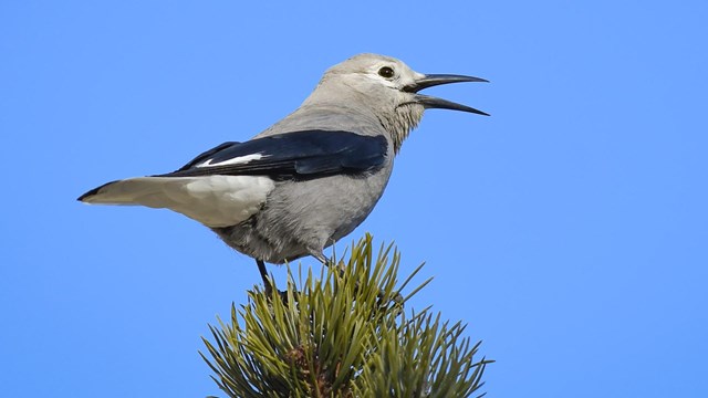 Clark's Nutcracker calling from the top of a Ponderosa Pine Tree.