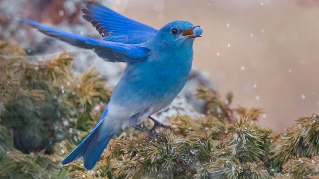 Bluebird with a blueberry