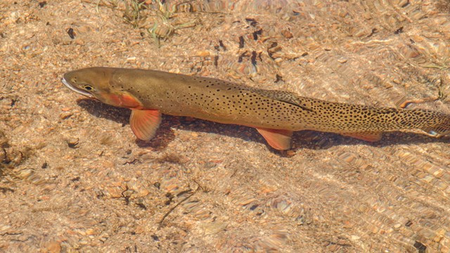 Brook Trout