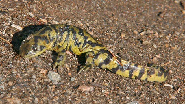 Tiger Salamander