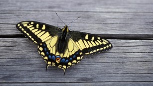 Swallowtail Butterfly